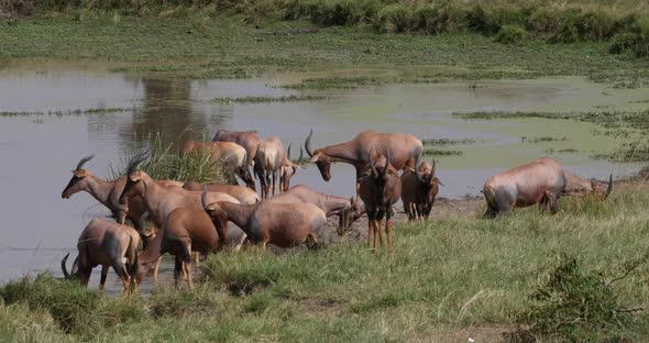 951950 Topi, damaliscus korrigum, Group standing at the Water hole, Masai Mara Park in Kenya, Real T alt