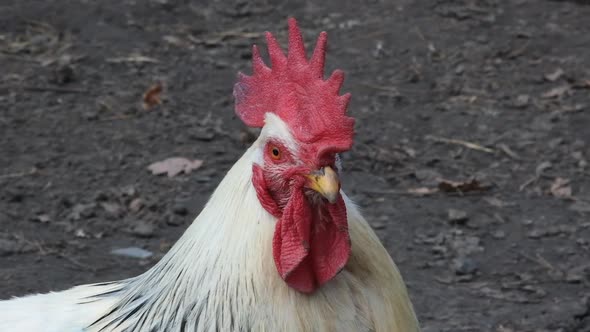Close Up Portrait of a Big White Rooster Looking in Different Directions