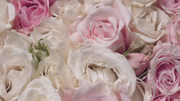 Thriving of Full Bloom Flowerscape Floral Visual of Live Flowers Roses Background alt