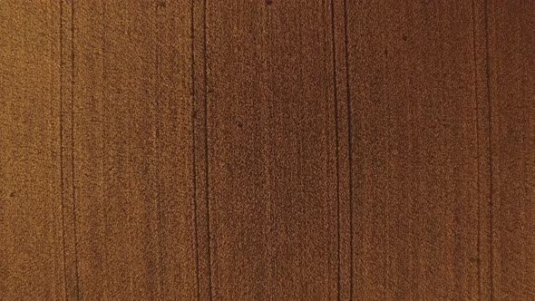 Top View Flying Over Wheat Field alt