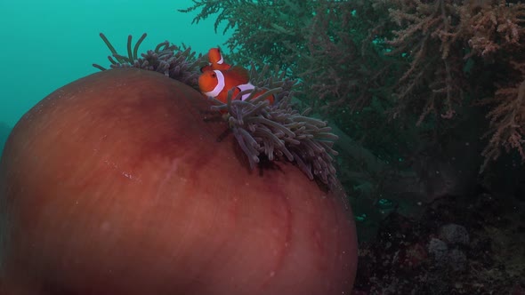 Clownfishes (Amphiprion ocellaris) swimming in closed big red sea anemone alt