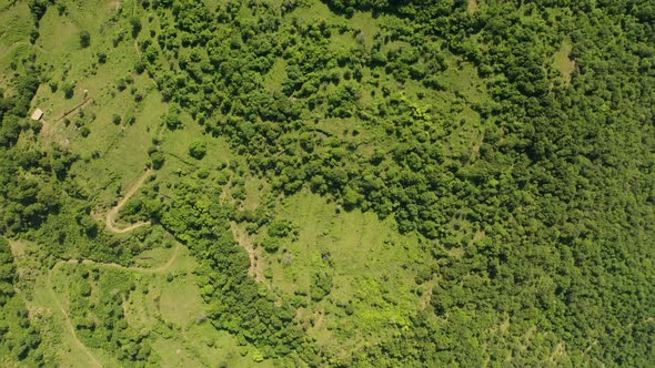 Wood and Forest Aerial View