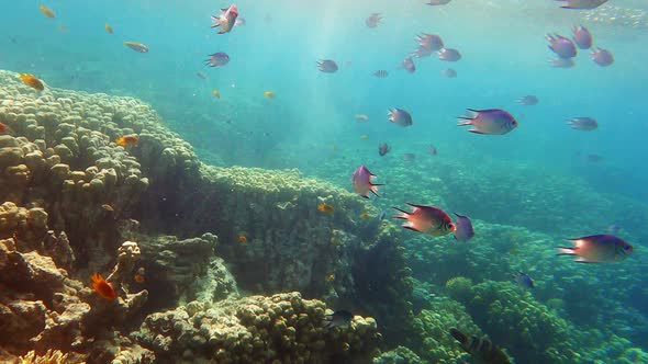 Amblyglyphidodon Indicus Damselfish Swimming Underwater in Red Sea alt