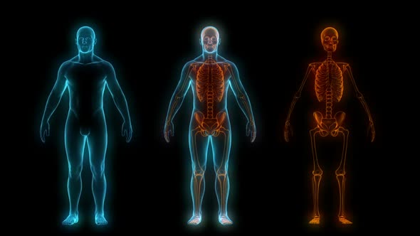 Rotating Male Body Scan With Musculoskeletal System alt