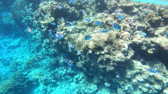 Video Footage of Coral Reef on the Red Sea in Egypt