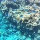 Video Footage of Coral Reef on the Red Sea in Egypt - VideoHive Item for Sale
