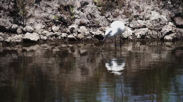 Heron Fishing in the Pond in Super Slow Motion