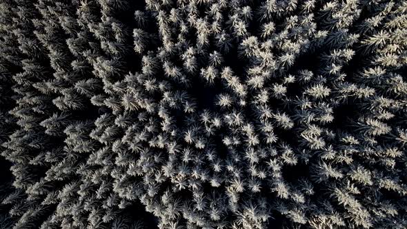 Drone Rising Over Snow Covered Frozen Pine Trees