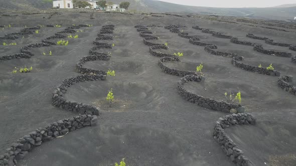 Drone Shot of Vineyards on Black Volcanic Soil in Lanzarote. Aerial Scenic View of Wine-growing in alt