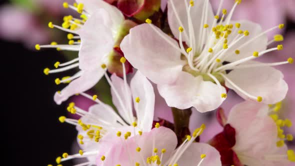 Peach Blossom Dolly alt