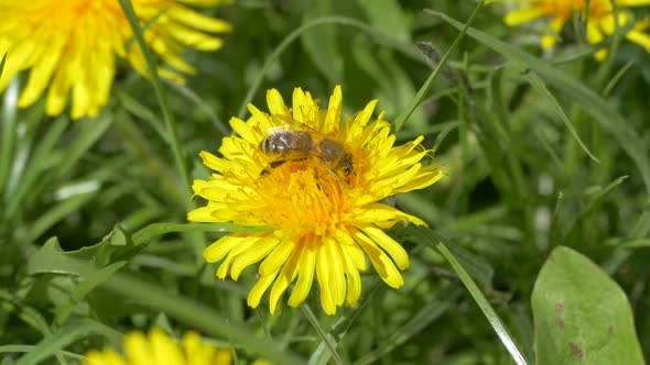 Green Meadow