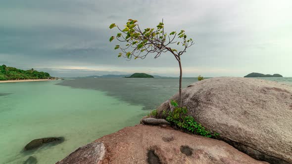 View of the seascape and a growing tree on the rocks alt