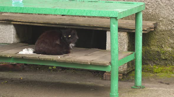 The cat is hiding from the rain under a metal table.