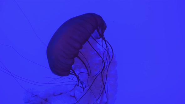 Glowing Jellyfish in Underwater Ocean