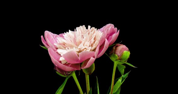 Timelapse Bouquet of Pink Peonies Blooming on Black Background. Blooming Peonies Flowers Open, Close alt