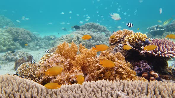Coral Reef and Tropical Fish Underwater alt