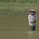 Vietnamese Female Worker Cleaning Water From Weed - VideoHive Item for Sale