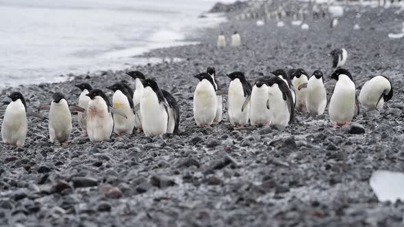 Adelie Penguins on the Beach in Antarctica