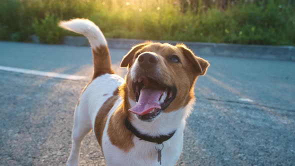 Jack Russell Terrier portrait outdoors close-up. Sunset. Slow motion alt