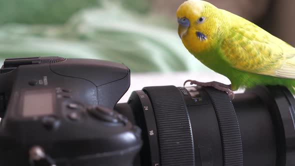 technology and pets concept. curious green budgerigar sits on the lens of a reflex camera. adult par alt