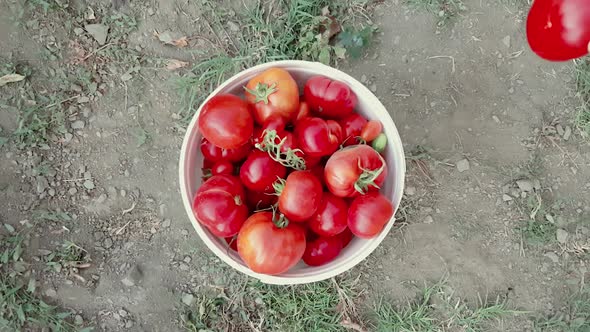 Woman putting fresh organic tomatoes into bucket in the garden on a sunny day