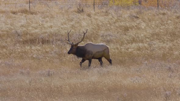 A herd of wild elks in the Rocky Mountain National Park alt