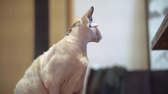 Sphynx cat old cat fat cat alt