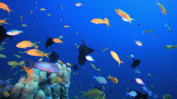 Reef Underwater Tropical Coral Garden alt