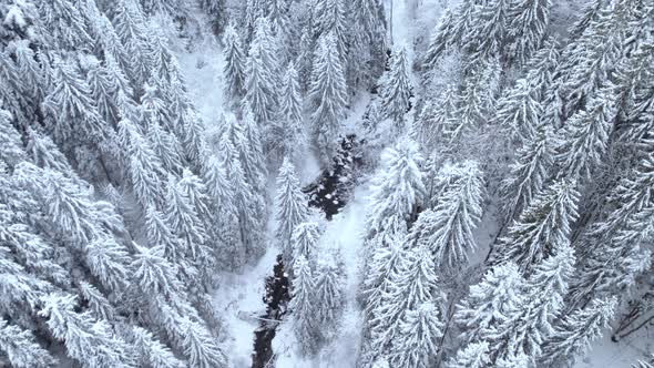 Flying Above Dark River Bend Floating in Winter Forest