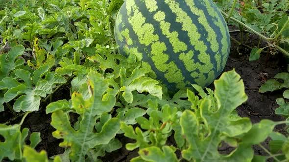 Ripe Sweet Striped Watermelon on a Bed Among Green Leaves Melons