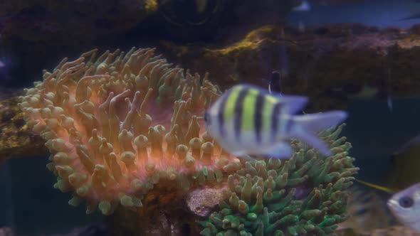 Exotic Fishes Clownfish in Coral Reef