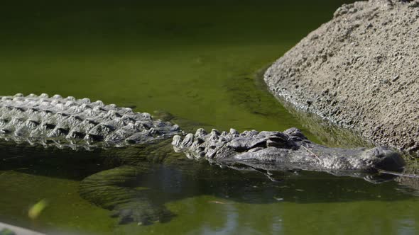 alligator waiting to ambush prey at river bank, Stock Footage | VideoHive