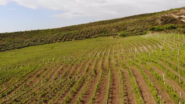 Aerial Drone View Over Vineyards Towards Agricultural Fields During Sunset alt