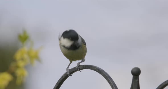 Coal Tit Small Song Bird Slow Motion alt