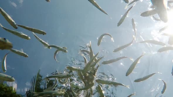 Fish swimming in very clear and transparent shallow water. Swarm of minnows moving in all directions alt