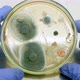 Petry Dish With Bacteria In Hand - VideoHive Item for Sale