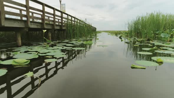 Overlfy of mangrove swamp. Lily pads. Water lily. Marshland Vegetation. Quagmire alt