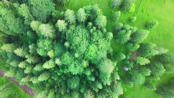Amazing Shots of the Forest in the Carpathians From a Drone