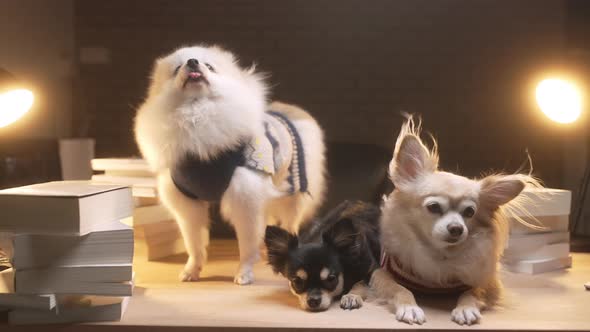 group of little lap dog chihuahua and pomeranian friends sit together alt