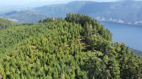 2nd Growth Forest Above Great Central Lake - Thunder Mountain, Vancouver Island, BC, Canada alt