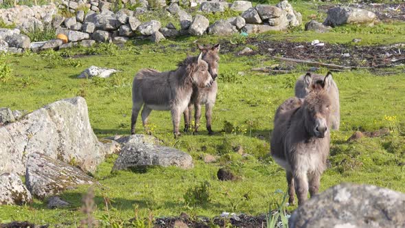 Four Donkeys in a Field