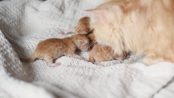 Mother Cat Picking Up Her Baby