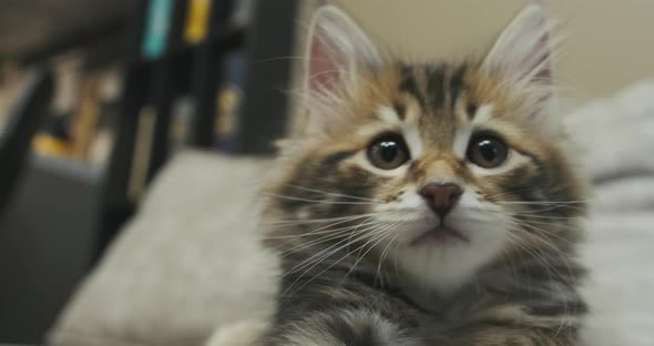 Closeup of Nose and Eyes of a Kitten