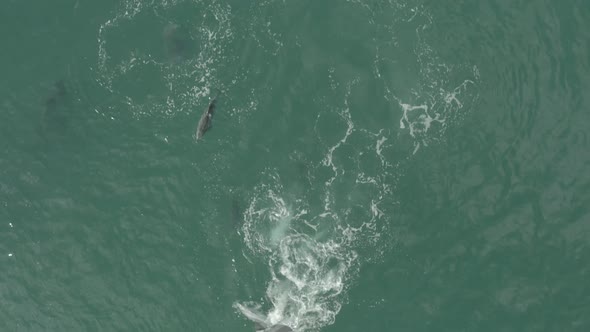 Dolphin fighting for mating rights of the female in Vleesbaai Western Cape South Africa alt