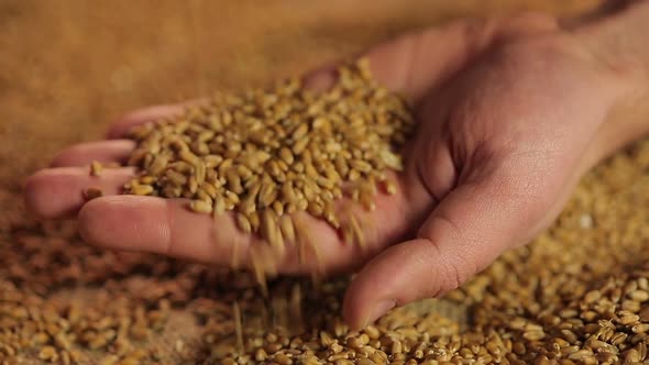 Male Farmer's Hands Picking and Pouring Grain, Agricultural Product for Sale alt