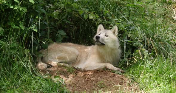 Arctic Wolf, canis lupus tundrarum, Female laying at Den Entrance, Real Time 4K alt