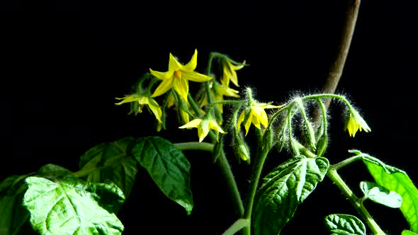 Bush of tomato with flowers on a black background. alt