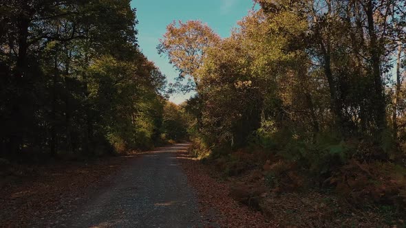 Colorful Autumn Forest alt