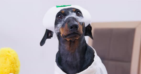 Funny Dachshund Puppy Wearing Costume of Nurse with Cap and with Filler for Soft Toys on Its Nose