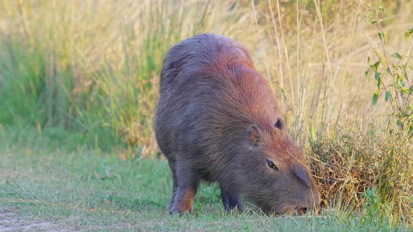 Large rodent species, wild and pregnant capybara, hydrochoerus hydrochaeris foraging on riverside ve alt